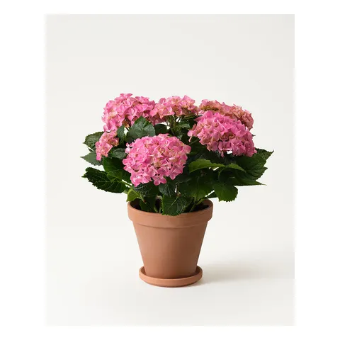 Rosa hortensia, Interflora