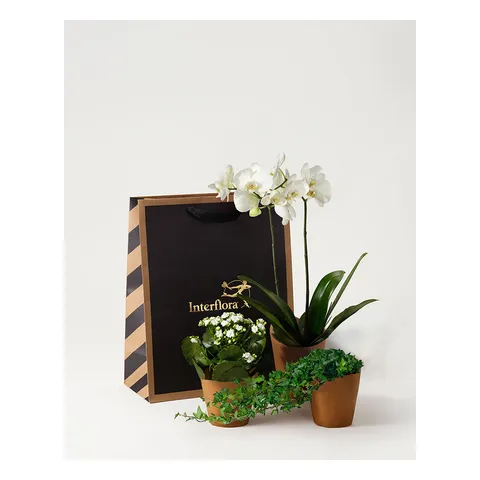 Vita orkidékassen, Interflora
