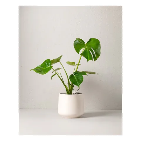 Monstera i kruka, Interflora