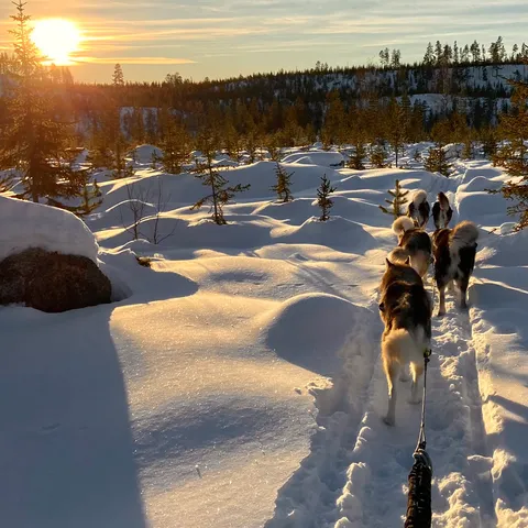 Hundspann för två