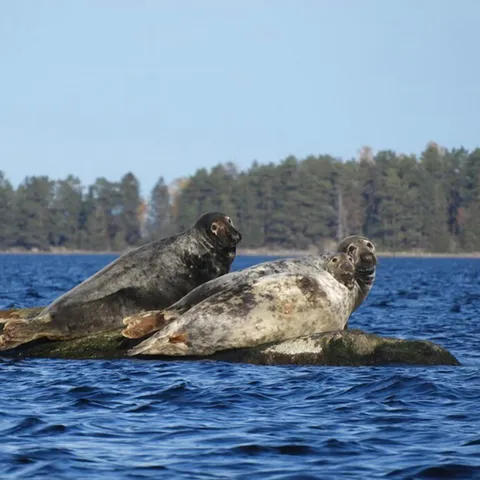 Skärgårdssafari med båt