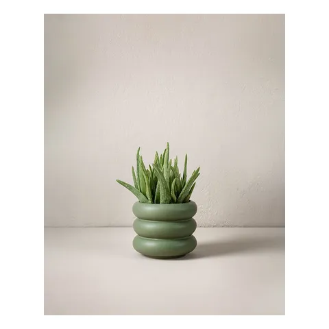 Aloe vera 40 cm, Interflora
