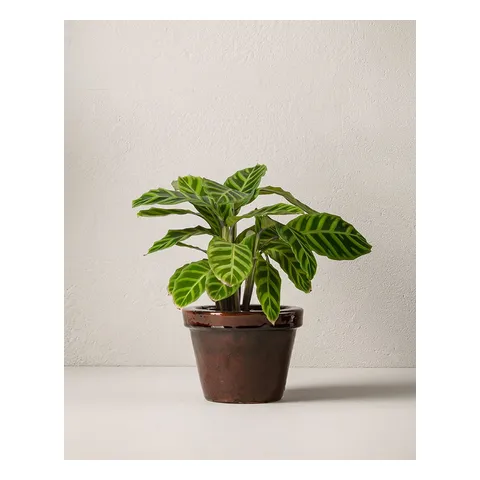 Calathea 50 cm, Interflora