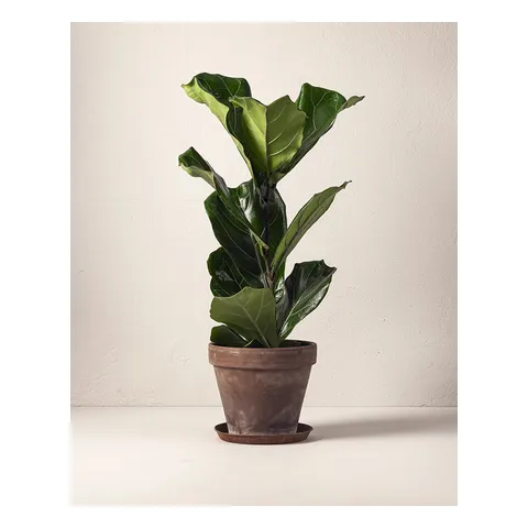 Fiolfikus 60 cm, Interflora