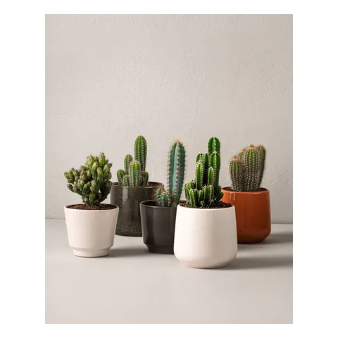 Kaktus 15 cm, Interflora