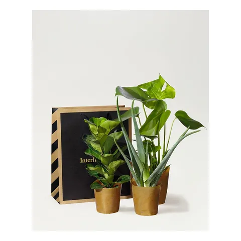 Lättskötta kassen, Interflora