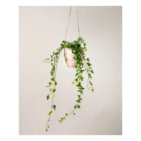 Murgröna 50–60 cm, Interflora