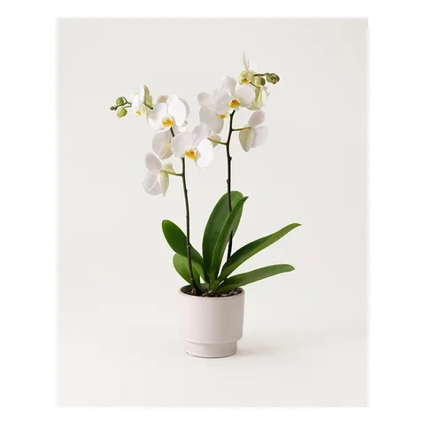 Vit orkidé i kruka, Interflora