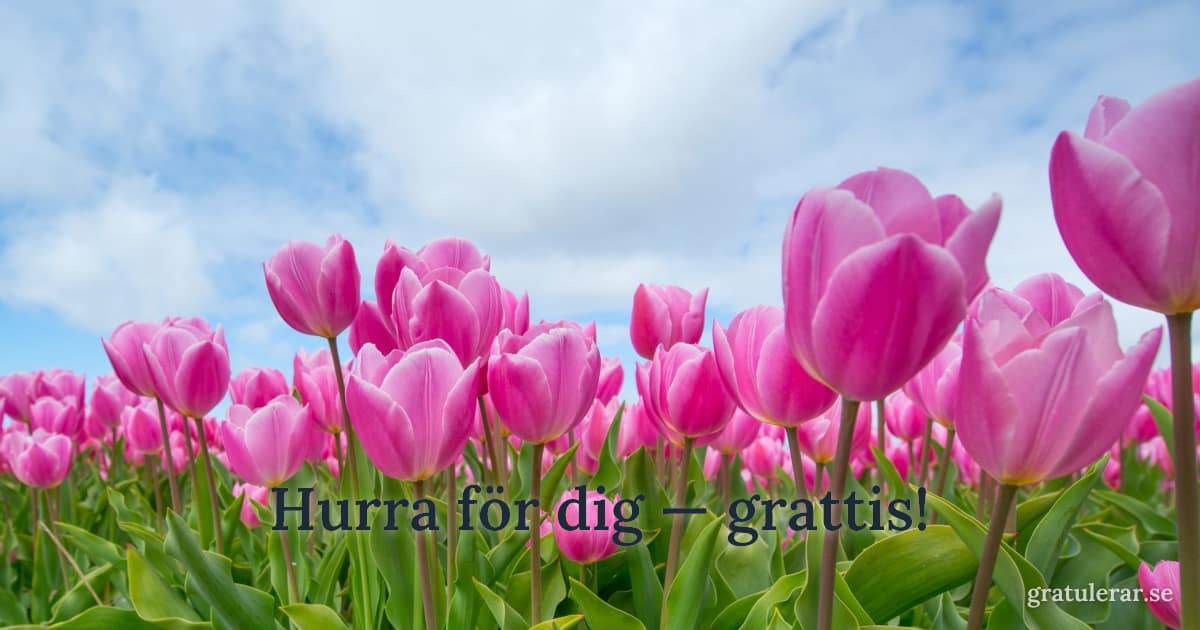 Hurra för dig — grattis! — Bukett med rosa tulpaner mot klarblå himmel — vårkänsla i grattiskortet