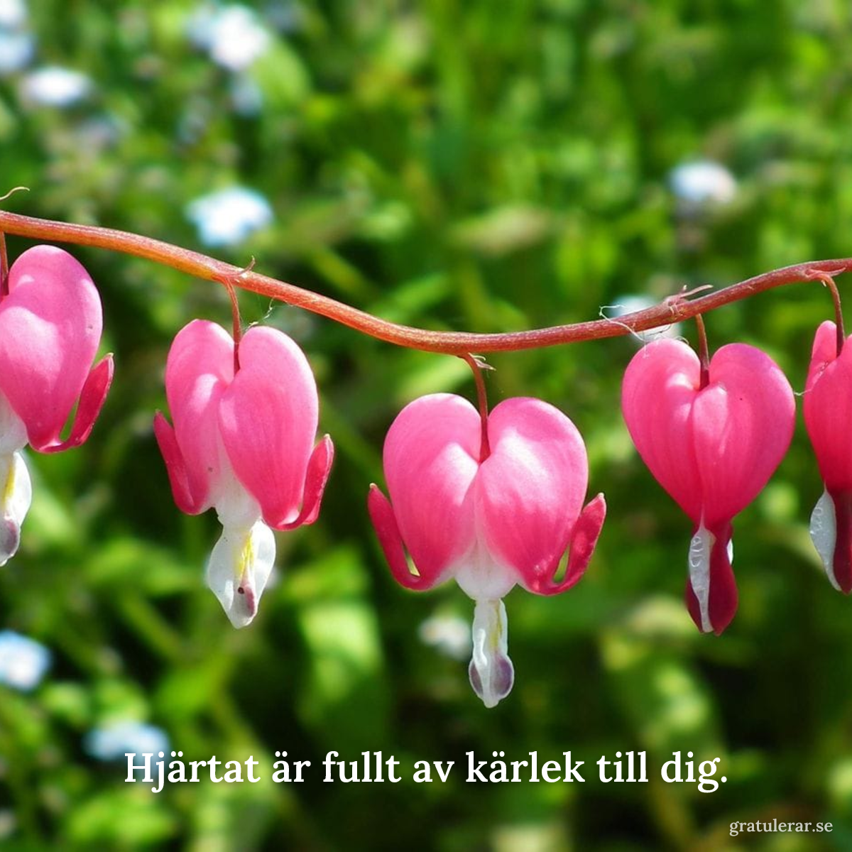 Förhandsvisning av ditt kort