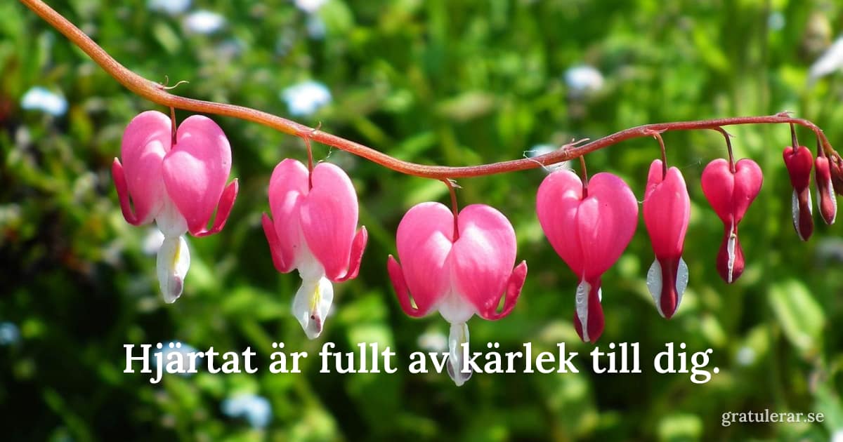 Rosa blödande hjärtan på grön gren — romantiskt blomstermotiv