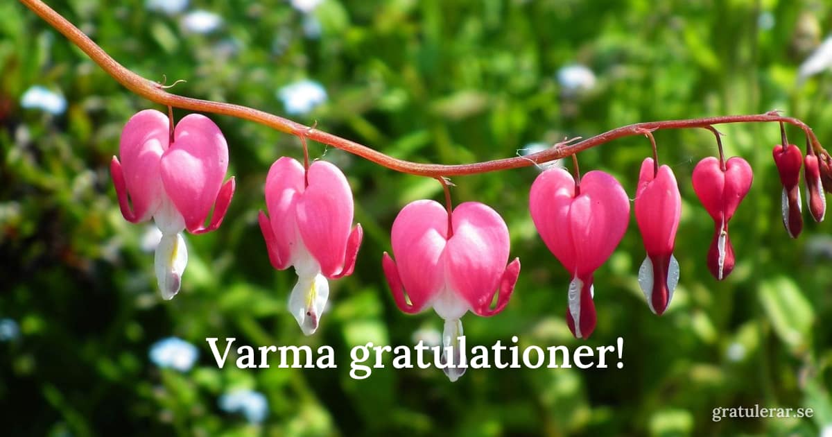 Varma gratulationer! — Rosa blödande hjärtan på grön gren — romantiskt blomstermotiv