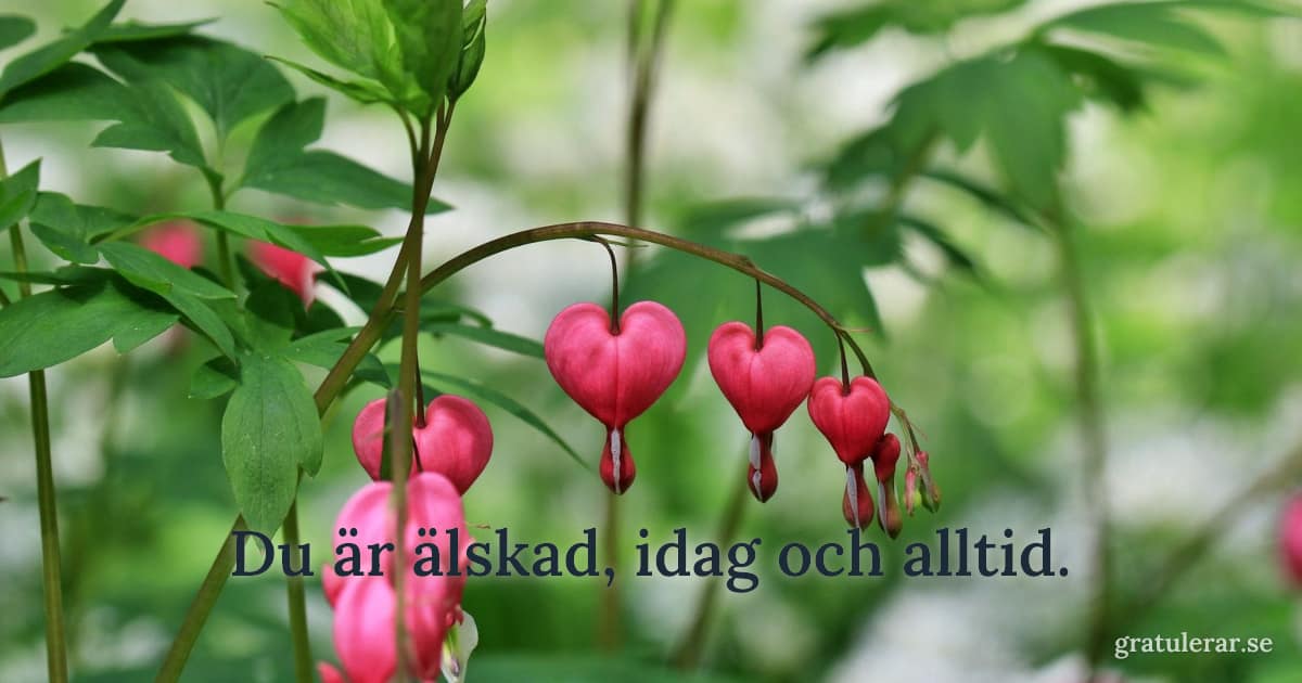Blödande hjärtan i närbild bland grönska — kärleksfullt motiv