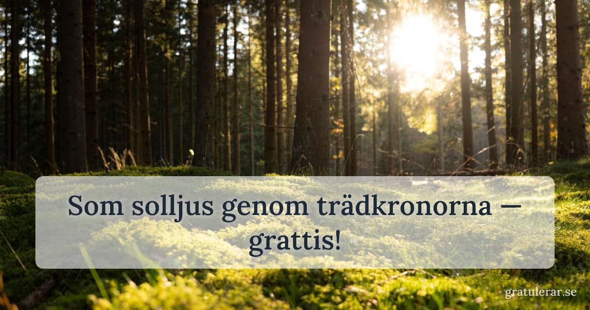 Solljus genom granskog med mossbevuxen mark — svensk sommarskog