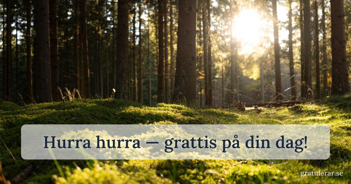 Hurra hurra — grattis på din dag! — Solljus genom granskog med mossbevuxen mark — svensk sommarskog
