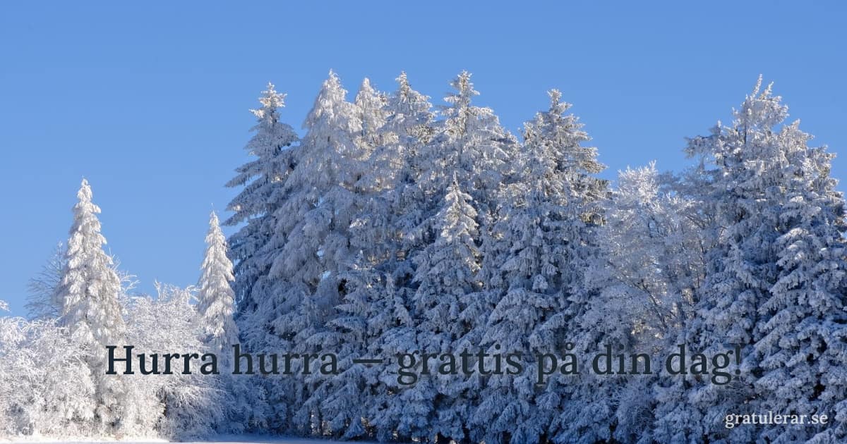 Hurra hurra — grattis på din dag! — Snötäckta granar mot klarblå vinterhimmel